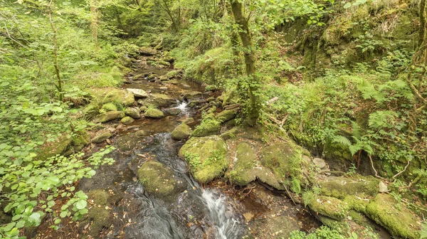 Fragas do Eume Doğal Parkı, Pontedeume, La Coruna, Galiçya, İspanya, Avrupa