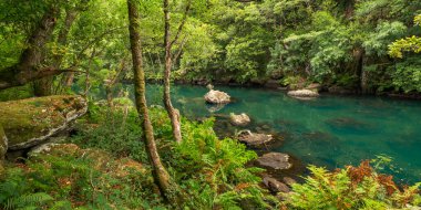 Fragas do Eume Doğal Parkı, Pontedeume, La Coruna, Galiçya, İspanya, Avrupa