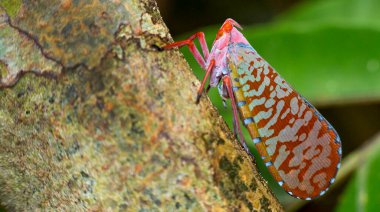 Bug, Hemiptera, Sekonyer Nehri, Tanjung Puting Ulusal Parkı, Kalimantan, Borneo, Endonezya