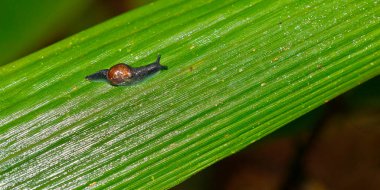 Snail, Sinharaja National Park Rain Forest, UNESCO World Heritage Site Biosphere Reserve, Sri Lanka, Asia