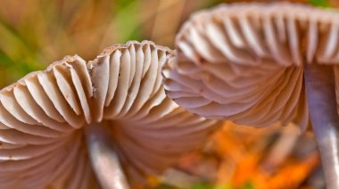 Vahşi Mantar, Sierra de Guadarrama Ulusal Parkı, Segovia, Kastilya Leon, İspanya, Avrupa