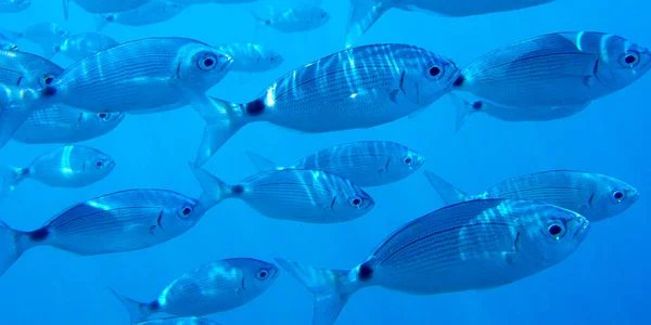 Saddled Seabream, Saddled Bream, Oblade, Oblada melanura, Cabo Cope Puntas del Calnegre Regional Park, Mediterranean Sea, Murcia, Spain, Europe