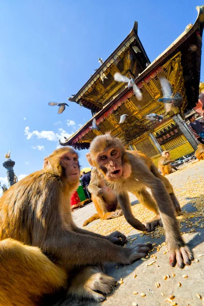 Swayambhunath Temple, Monkey Temple, UNESCO World Heritage Siite, Kathmandu, Nepal, Asia