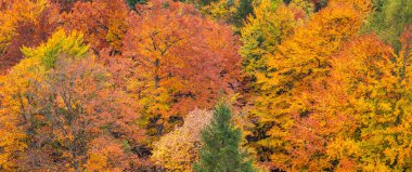 Güz Karışık Ormanları, Bavyera Alpleri, Hohenschwangau, Fussen, Ostallgau, Bavyera, Almanya, Avrupa