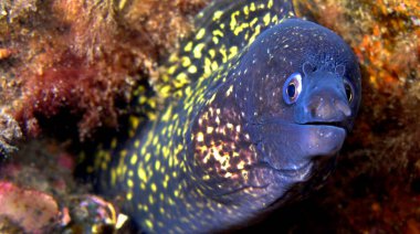 Moray Eel, Muraena helena, Cabo Cope-Puntas del Calnegre Bölge Parkı, Akdeniz, Murcia, İspanya, Avrupa