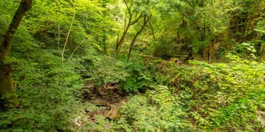 Fragas do Eume Doğal Parkı, Pontedeume, La Coruna, Galiçya, İspanya, Avrupa