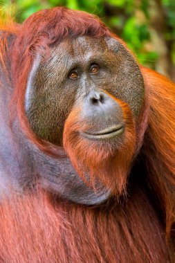 Orangutan, Pongo pigmaeus, Sekonyer Nehri, Tanjung Puting Ulusal Parkı, Kalimantan, Borneo, Endonezya