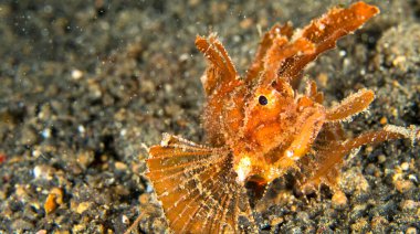 Ambon Akrep Balığı, Pteroidichthys amboinensis, Lembeh, Kuzey Sulawesi, Endonezya, Asya