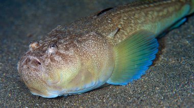 Stargazer, Uranoskopus ölçeği, Cabo Cope Puntas del Calnegre Bölge Parkı, Akdeniz, Murcia, İspanya, Avrupa 