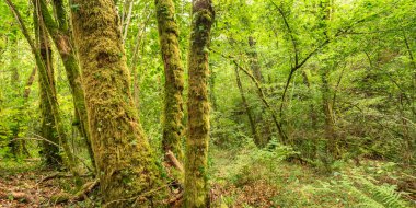 Fragas do Eume Doğal Parkı, Pontedeume, La Coruna, Galiçya, İspanya, Avrupa