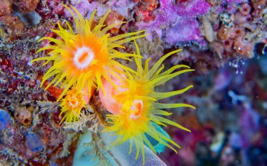 Kaplayan Deniz Anemone, Mercan Resifi, Lembeh, Kuzey Sulawesi, Endonezya, Asya