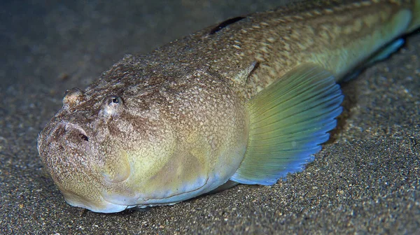 Stargazer, Uranoskopus ölçeği, Cabo Cope Puntas del Calnegre Bölge Parkı, Akdeniz, Murcia, İspanya, Avrupa 