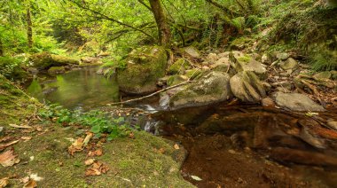 Fragas do Eume Doğal Parkı, Pontedeume, La Coruna, Galiçya, İspanya, Avrupa
