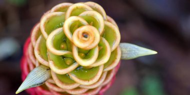 Shampoo Ginger, Zingiber zerumbet, Tropical Rainforest, Costa Rica, America