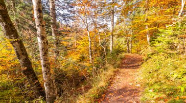 Güz Karışık Ormanları, Bavyera Alpleri, Hohenschwangau, Fussen, Ostallgau, Bavyera, Almanya, Avrupa