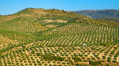 Olive Grove Land, Pinar, Granada, Endülüs, İspanya, Avrupa