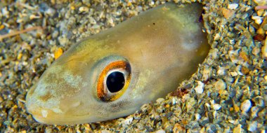 Conger Eel, Arisoma balearicum, Cabo Cope Puntas del Calnegre Regional Park, Mediterranean Sea, Murcia, Spain, Europe  clipart