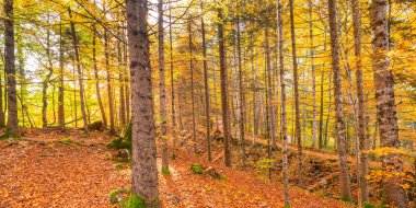 Güz Karışık Ormanları, Bavyera Alpleri, Hohenschwangau, Fussen, Ostallgau, Bavyera, Almanya, Avrupa