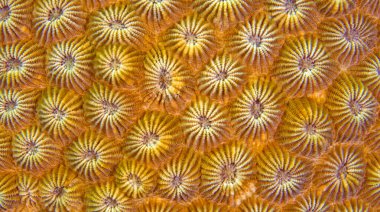 Boulder Coral, Reef Building Coral, Stony Coral, Branching Coral, Coral Reef, Lembeh, North Sulawesi, Endonezya, Asya