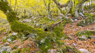 Hayedo de la Pedrosa Beech Ormanı, Riofrio de Riaza, Sierra de Ayllon, Segovia, Castilla y Leon, İspanya, Avrupa 