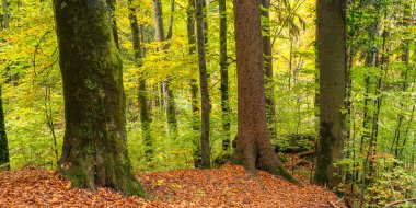 Güz Karışık Ormanları, Bavyera Alpleri, Hohenschwangau, Fussen, Ostallgau, Bavyera, Almanya, Avrupa