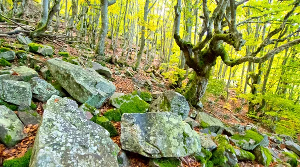 Hayedo Pedrosa Beech Forest Riofrio Riaza Sierra Ayllon Segovia Castilla Стокова Картинка