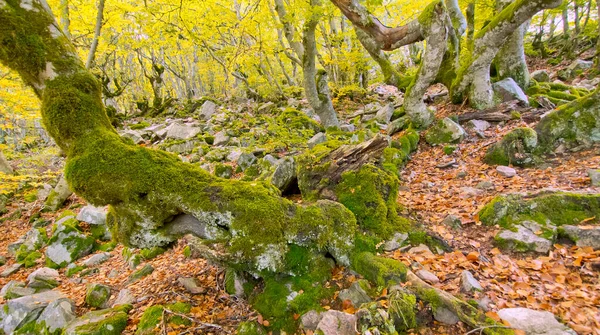 Hayedo Pedrosa Beech Forest Riofrio Riaza Sierra Ayllon Segovia Castilla Ліцензійні Стокові Зображення
