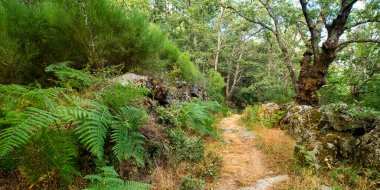 Lago de Sanabria y Sierra Segundera y de Porto Doğal Parkı, Zamora, Kastilya ve Leon, İspanya, Avrupa