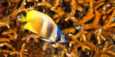 Butterflyfish, Brown Butterflyfish, Chaetodon kleinii, Chaetodontidae, Coral Reef, Lembeh, North Sulawesi, Indonesia, Asia