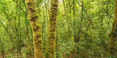 Fragas do Eume Doğal Parkı, Pontedeume, La Coruna, Galiçya, İspanya, Avrupa