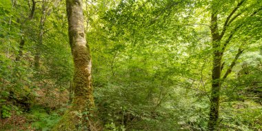 Fragas do Eume Doğal Parkı, Pontedeume, La Coruna, Galiçya, İspanya, Avrupa