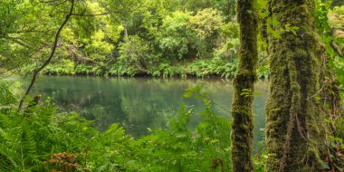Fragas do Eume Doğal Parkı, Pontedeume, La Coruna, Galiçya, İspanya, Avrupa