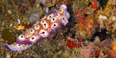 Deniz Sümüklüböceği, Dorid Çıplaklık, Tryon 'un Risbecia' sı, Risbecia Tryoni, Mercan Resifi, Lembeh, Kuzey Sulawesi, Endonezya, Asya