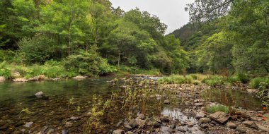 Fragas do Eume Doğal Parkı, Pontedeume, La Coruna, Galiçya, İspanya, Avrupa