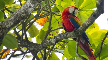 Scarlet Macaw, Ara macao, Lapa Roja, Corcovado National Park, Osa Conservation Area, Osa Peninsula, Costa Rica, America