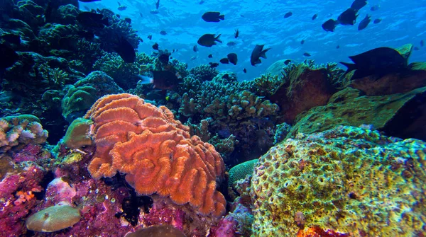Coral Reef Reef Building Coral Bunaken National Marine Park Bunaken Ліцензійні Стокові Фото