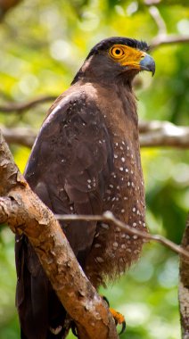 Armalı Yılan Kartalı, Dökülen Çita, Wilpattu Ulusal Parkı, Sri Lanka, Asya