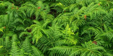 Eğreltiotu Yaprakları 'nın Yoğun Bitkisel Görünümü Orman Dokulu Arkaplanda