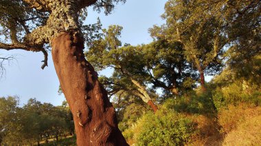 Blockhead Ormanı, Cork, Los Alcornocales Doğal Parkı, Cadiz Eyaleti, Endülüs, İspanya, Avrupa