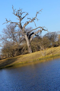 Dry tree, Chobe National Park, Botswana, Africa