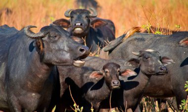 Asian Water Buffalo, Bubalus bubalis, Wilpattu National Park, Sri Lanka, Asia