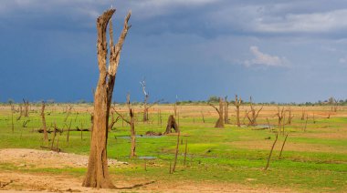 Waterland Peyzajı, Kuru Boğulan Ağaçlar, Udawalawe Ulusal Parkı, Sri Lanka, Asya