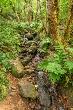 Fragas do Eume Doğal Parkı, Pontedeume, La Coruna, Galiçya, İspanya, Avrupa