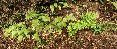 Eğreltiotu Yaprakları 'nın Yoğun Bitkisel Görünümü Orman Dokulu Arkaplanda