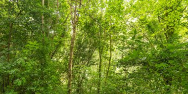 Fragas do Eume Doğal Parkı, Pontedeume, La Coruna, Galiçya, İspanya, Avrupa