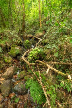 Fragas do Eume Doğal Parkı, Pontedeume, La Coruna, Galiçya, İspanya, Avrupa