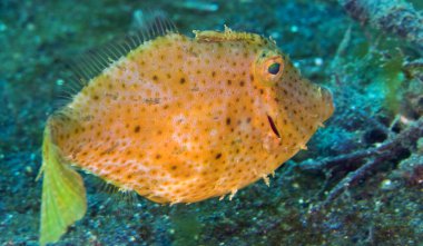 Filefsh, Fan-belly Leathercoat, Monacanthus chinensis, Lembeh, North Sulawesi, Endonezya, Asya