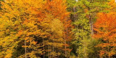 Linderhof Sarayı, Bavyera Alpleri, Oberammergau, Bavyera, Almanya, Avrupa 'dan Sonbahar Karışık Orman Manzarası