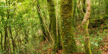 Fragas do Eume Doğal Parkı, Pontedeume, La Coruna, Galiçya, İspanya, Avrupa