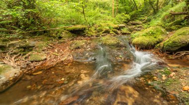 Fragas do Eume Doğal Parkı, Pontedeume, La Coruna, Galiçya, İspanya, Avrupa